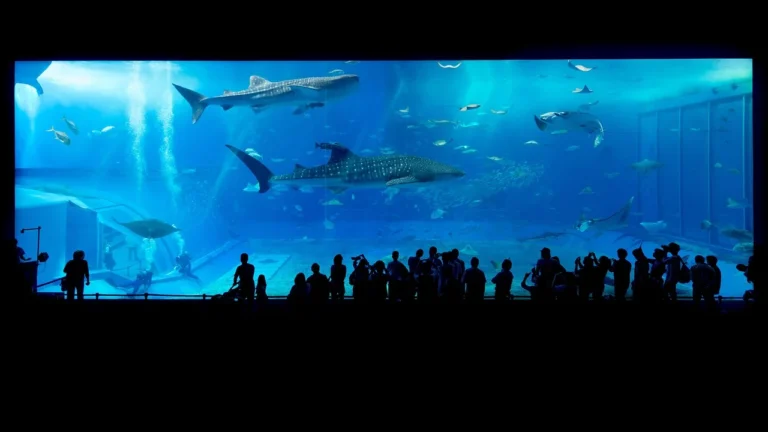 Superszczelne szamba jednokomorowe premium dla wymagających